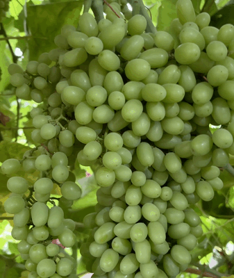 Turpan’s Sweet Secret: China’s Hottest Spot for Ultra-Sweet Grapes Turpan’s Sweet Secret: China’s Hottest Spot for Ultra-Sweet Grapes video poster