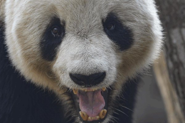 Discover Panda Village: Ecotourism in the Qinling Mountains Discover_Panda_Village__Ecotourism_in_the_Qinling_Mountains