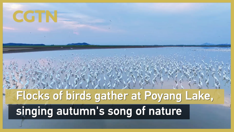 Egrets Flock to Poyang Lake’s Exposed Shoals in Autumn Spectacle Egrets_Flock_to_Poyang_Lake_s_Exposed_Shoals_in_Autumn_Spectacle video poster