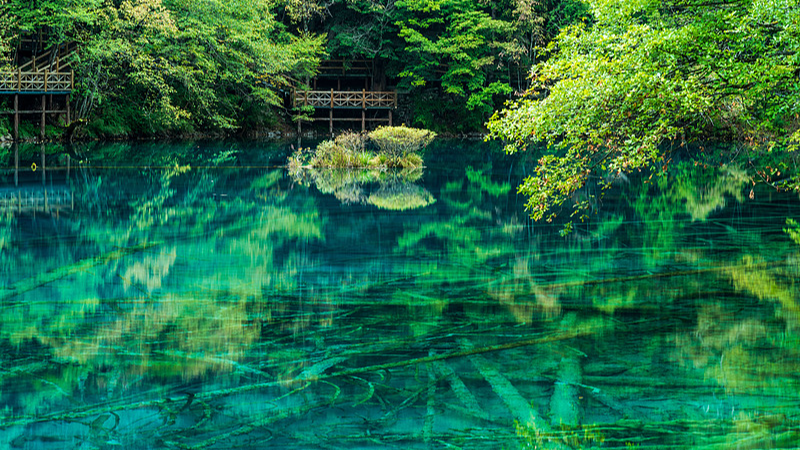 Five_Flower_Lake__Nature_s_Color_Palette_in_Jiuzhaigou_poster - News for amigos, by amigos Five_Flower_Lake__Nature_s_Color_Palette_in_Jiuzhaigou video poster