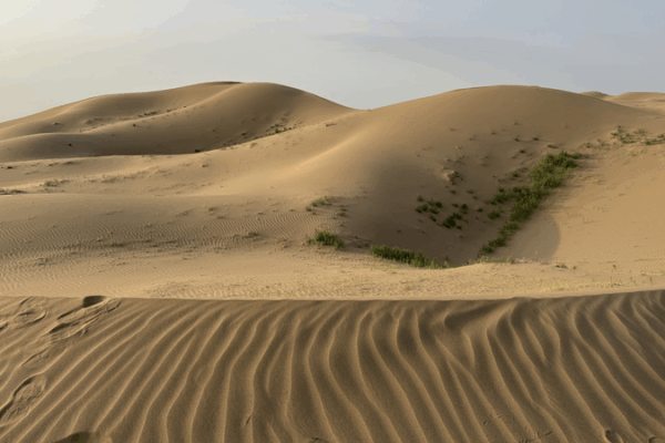From Desert to Orchard: Ningxia’s Fruit Revolution From_Desert_to_Orchard__Ningxia_s_Fruit_Revolution