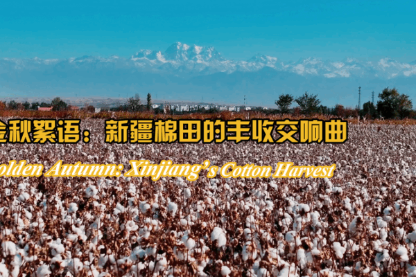 Golden_Autumn_in_Xinjiang__A_White_Sea_of_Cotton video poster