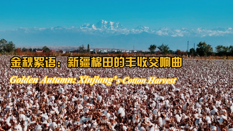 Golden_Autumn_in_Xinjiang__A_White_Sea_of_Cotton video poster
