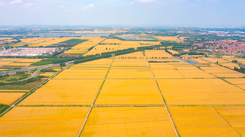 Golden Fields and Bountiful Seas: Celebrating Farmers’ Festival Live Golden_Fields_and_Bountiful_Seas__Celebrating_Farmers__Festival_Live video poster