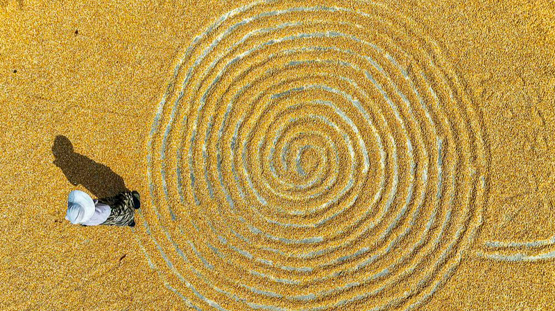 Golden_Harvest__Corn_Season_Lights_Up_the_Chinese_Mainland - News for amigos, by amigos Golden_Harvest__Corn_Season_Lights_Up_the_Chinese_Mainland