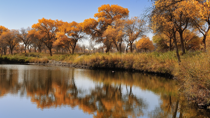 Golden_Oasis__Autumn_Splendor_at_Jinhuyang_National_Forest_Park - News for amigos, by amigos Golden_Oasis__Autumn_Splendor_at_Jinhuyang_National_Forest_Park