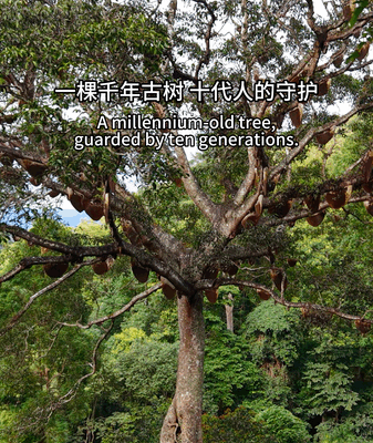 Guardians of the Bee God Tree: 1,000 Years of Climate Wisdom Guardians_of_the_Bee_God_Tree__1_000_Years_of_Climate_Wisdom video poster