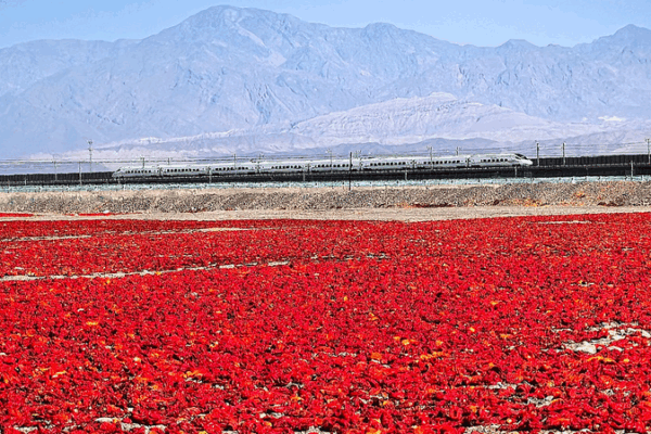 Turpan’s Gobi Desert Turns Red with Record Chili Harvest Turpan’s Gobi Desert Turns Red with Record Chili Harvest