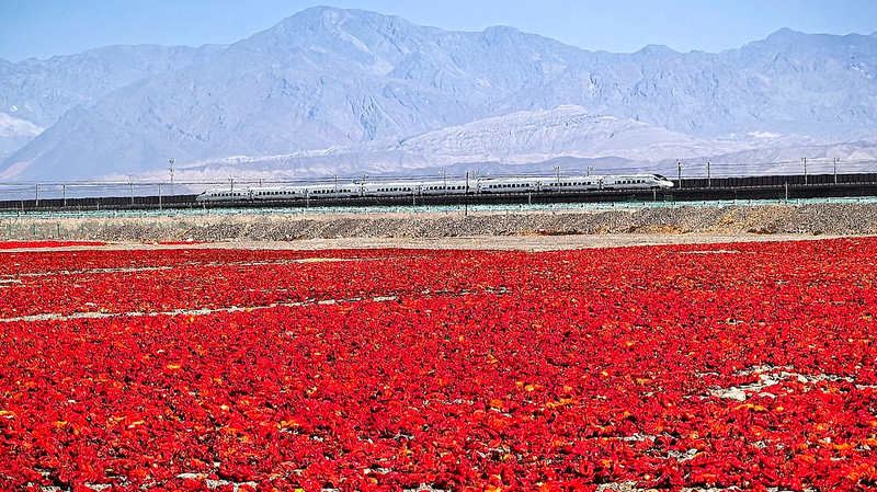 H1F5SYNM4AT3225UR9WI - News for amigos, by amigos Turpan’s Gobi Desert Turns Red with Record Chili Harvest