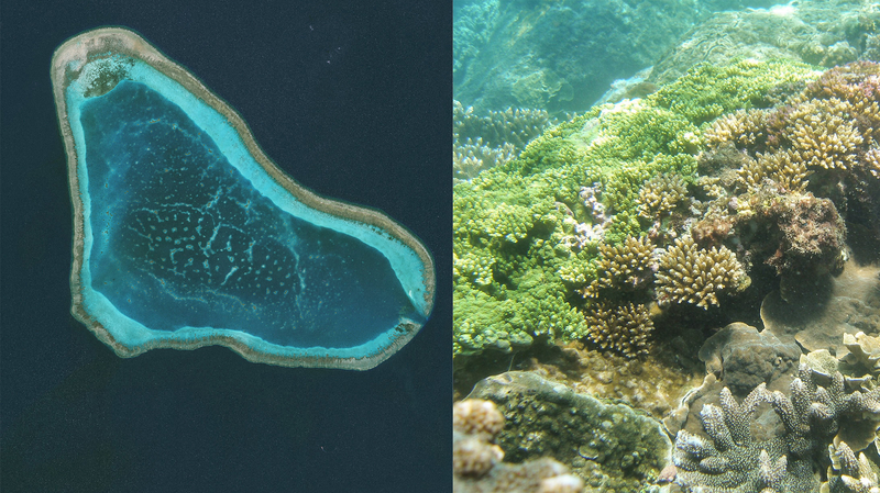 Huangyan_Dao_Reserve__Coral_Reefs_Thrive_in_the_Chinese_mainland - News for amigos, by amigos Huangyan_Dao_Reserve__Coral_Reefs_Thrive_in_the_Chinese_mainland