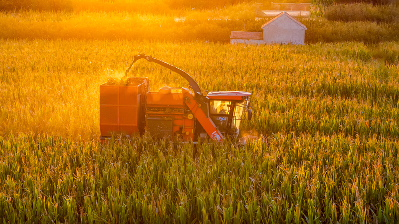 Shandong’s Golden Fields Shine at 8th Farmers’ Harvest Festival Shandong’s Golden Fields Shine at 8th Farmers’ Harvest Festival
