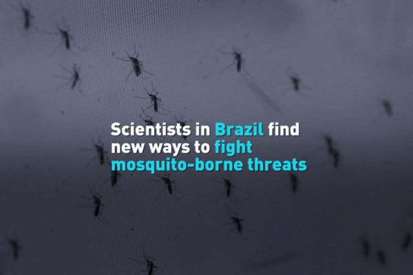 Brazil’s New Mosquito Lab Battles Global Disease Threat Brazil’s New Mosquito Lab Battles Global Disease Threat video poster
