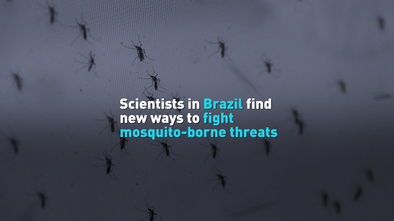 J5CVY28ZW032YIHAR4K2 - News for amigos, by amigos Brazil’s New Mosquito Lab Battles Global Disease Threat video poster