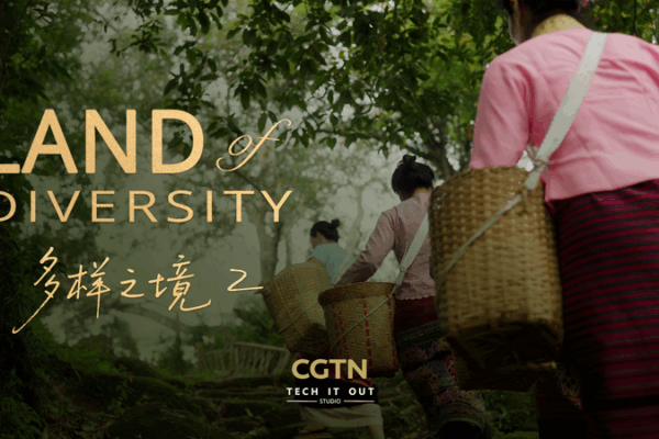 Jingmai’s Wild Teas: How Ancient Forests Brew Luxury 🍵 Jingmai’s Wild Teas: How Ancient Forests Brew Luxury 🍵 video poster