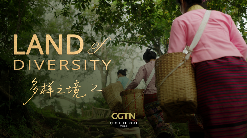 JA5DGT9T94ZXFUOP4LVH - News for amigos, by amigos Jingmai’s Wild Teas: How Ancient Forests Brew Luxury 🍵 video poster