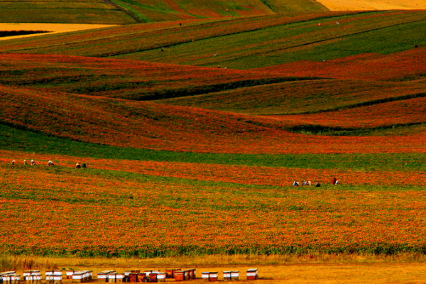 Xinjiang’s Golden Blooms: How Safflower Fuels Yumin’s Economy Xinjiang’s Golden Blooms: How Safflower Fuels Yumin’s Economy