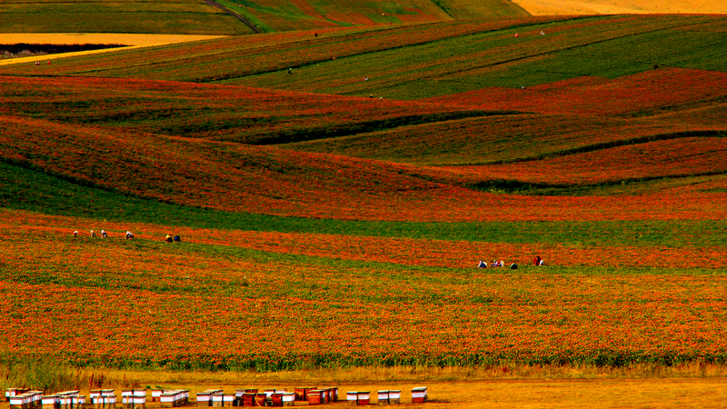 Xinjiang’s Golden Blooms: How Safflower Fuels Yumin’s Economy