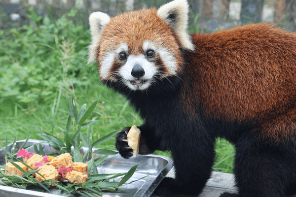 Nantong Zoo’s Animals Celebrate Mid-Autumn with Special ‘Moonecakes’ 🥮 Nantong Zoo’s Animals Celebrate Mid-Autumn with Special 'Moonecakes' 🥮