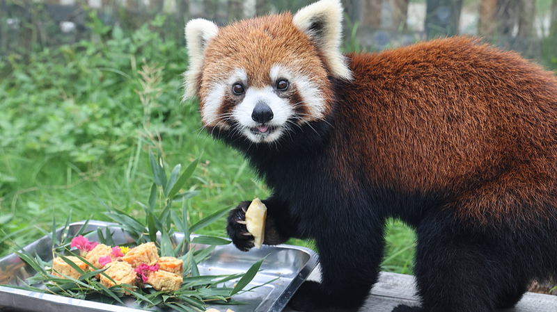 Nantong Zoo’s Animals Celebrate Mid-Autumn with Special 'Moonecakes' 🥮