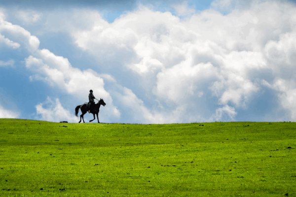 Kalajun Grassland: Summer Wildflower Wonderland in Xinjiang Kalajun_Grassland__Summer_Wildflower_Wonderland_in_Xinjiang video poster