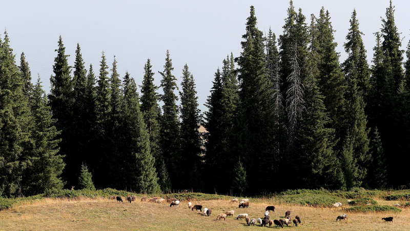 Misty_Magic_at_Songshutou__Spectacular_Sayram_Lake_Fogfall video poster
