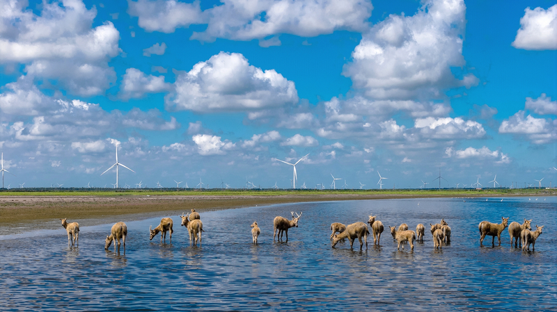 Major Report: Chinese Mainland Goes Cleaner & Greener 🌱 Major Report: Chinese Mainland Goes Cleaner & Greener 🌱
