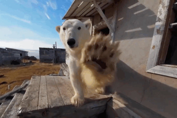 Polar Bears Move In: Abandoned Station Becomes Arctic Refuge Polar_Bears_Move_In__Abandoned_Station_Becomes_Arctic_Refuge video poster