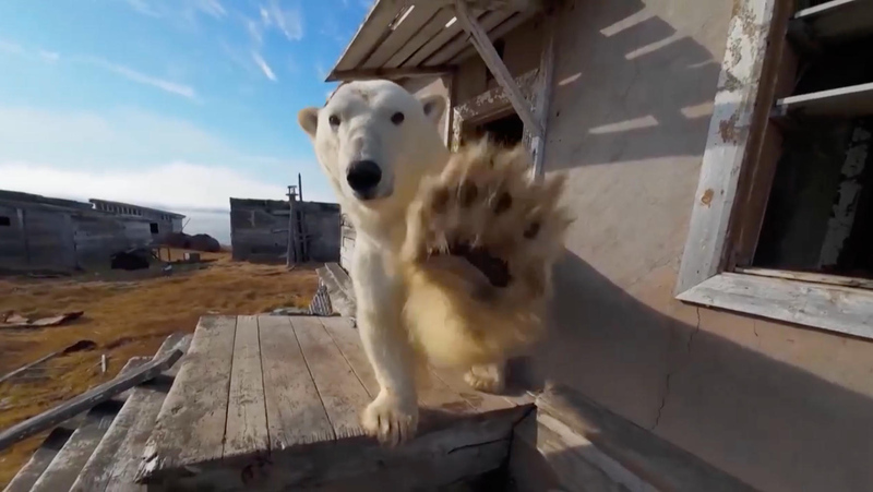 Polar_Bears_Move_In__Abandoned_Station_Becomes_Arctic_Refuge video poster
