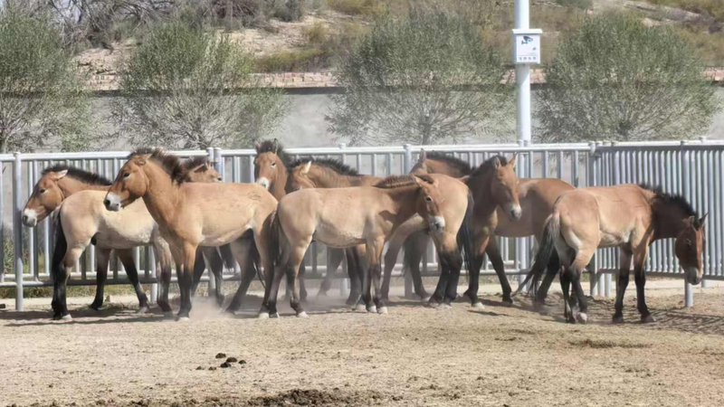 Przewalski’s Wild Horses Begin 1,000km Trek to Dunhuang Reserve Przewalski_s_Wild_Horses_Begin_1_000km_Trek_to_Dunhuang_Reserve