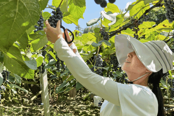 Sweet Sensation: Alpine Grapes Thrive in Guizhou’s Mountain Orchards Sweet_Sensation__Alpine_Grapes_Thrive_in_Guizhou_s_Mountain_Orchards video poster