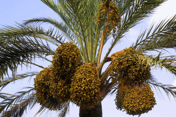 Date Palms: ‘Desert Bread’ Revives Yunnan’s Arid Valleys Date Palms: 'Desert Bread' Revives Yunnan’s Arid Valleys