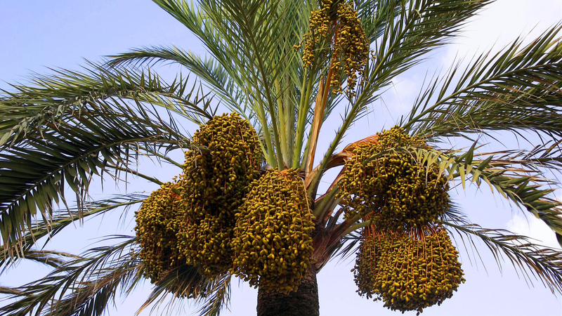 TPS8PIRQ9B4CDH2GUB97 - News for amigos, by amigos Date Palms: 'Desert Bread' Revives Yunnan’s Arid Valleys