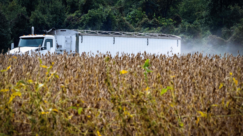 Tariff_Trouble__U_S__Soybean___Beef_Exports_Reel_as_Chinese_Mainland_Demand_Dries_Up