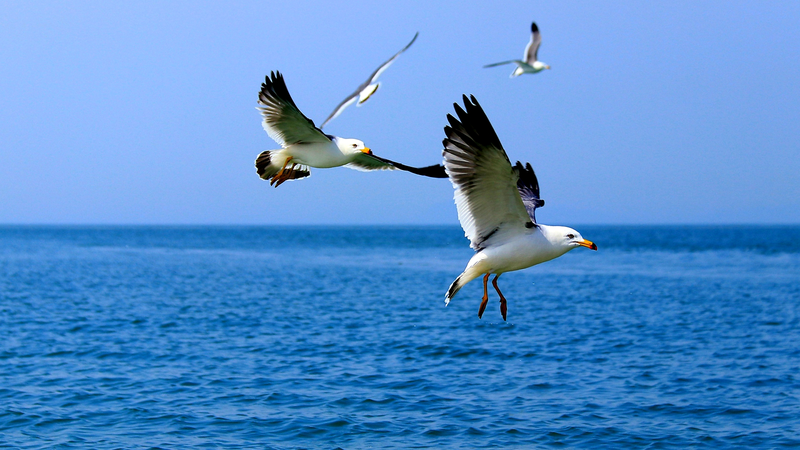 Tech___Local_Efforts_Protect_Bird_Haven_on_Gaoshan_Island - News for amigos, by amigos Tech___Local_Efforts_Protect_Bird_Haven_on_Gaoshan_Island