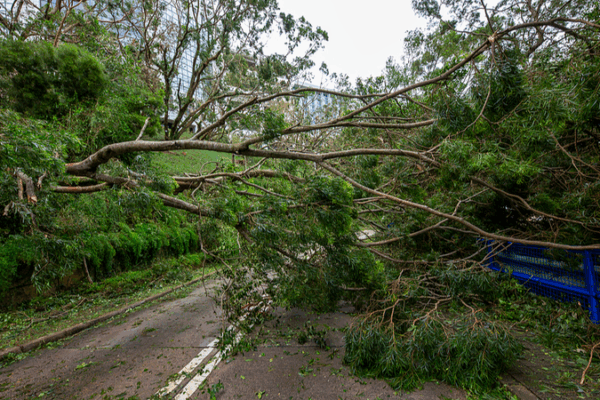 Typhoon Ragasa Set to Slam Guangdong with Heavy Rainfall Typhoon_Ragasa_Set_to_Slam_Guangdong_with_Heavy_Rainfall video poster