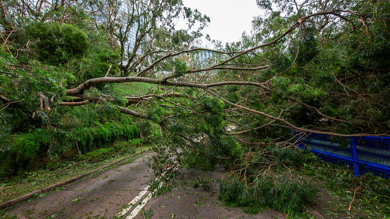 Typhoon_Ragasa_Set_to_Slam_Guangdong_with_Heavy_Rainfall video poster