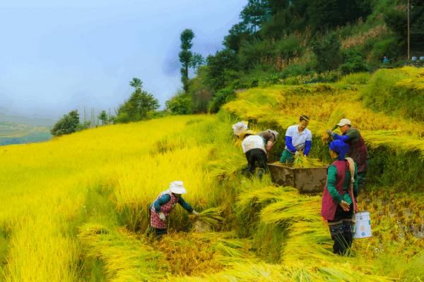 Xi Jinping Celebrates Farmers’ Harvest Festival 🌾 Xi Jinping Celebrates Farmers' Harvest Festival 🌾