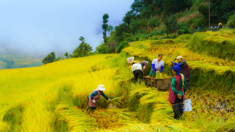 Xi Jinping Celebrates Farmers' Harvest Festival 🌾