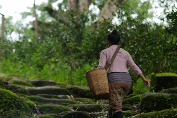 Unearthing the Ancient Tea-Horse Road on Jingmai Mountain Unearthing_the_Ancient_Tea_Horse_Road_on_Jingmai_Mountain