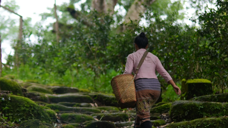 Unearthing_the_Ancient_Tea_Horse_Road_on_Jingmai_Mountain