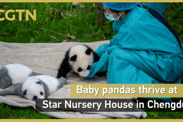 Adorable Panda Cubs Thrive at Chengdu’s Star Nursery House 🐼 Adorable Panda Cubs Thrive at Chengdu’s Star Nursery House 🐼 video poster