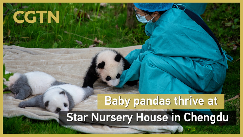 WD4HCL1MUPZBJ23F2CUU - News for amigos, by amigos Adorable Panda Cubs Thrive at Chengdu’s Star Nursery House 🐼 video poster