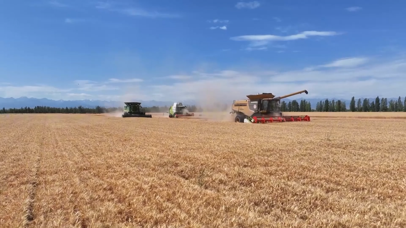 Xinjiang’s Yaozhanzi Village: Wheat Fields Fueling Prosperity 🌾💰 Xinjiang's Yaozhanzi Village: Wheat Fields Fueling Prosperity 🌾💰 video poster