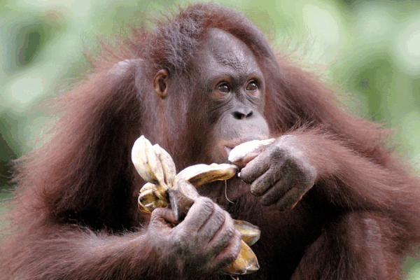 Wild Chimps Sip Fermented Fruit Equivalent to a Beer a Day Wild_Chimps_Sip_Fermented_Fruit_Equivalent_to_a_Beer_a_Day