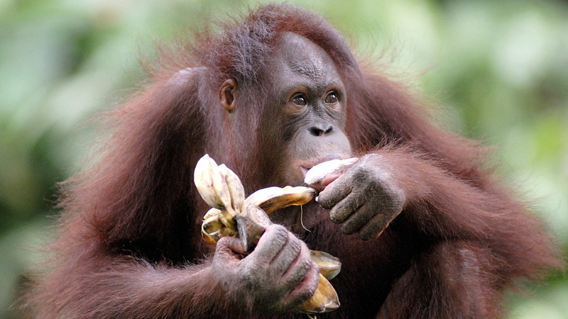 Wild_Chimps_Sip_Fermented_Fruit_Equivalent_to_a_Beer_a_Day