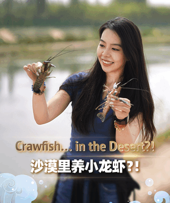 Xinjiang’s Desert Crawfish Join Mid-Autumn Festival Xinjiang_s_Desert_Crawfish_Join_Mid_Autumn_Festival video poster