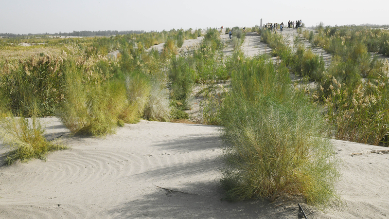 Xinjiang’s Green Miracle: 3,046 km Sand-Blocking Belt Xinjiang_s_Green_Miracle__3_046_km_Sand_Blocking_Belt