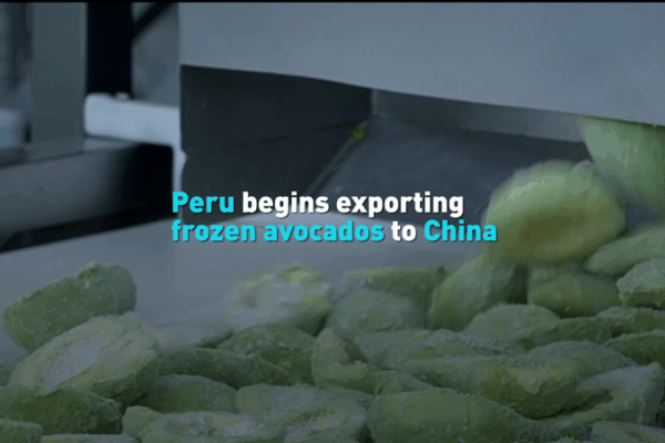 Peru’s Frozen Avocados Make Debut in China with 48-Ton Shipment Peru’s Frozen Avocados Make Debut in China with 48-Ton Shipment video poster