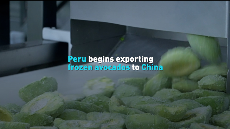 Y6UZ8BCWG2BCD0CR4UCV - News for amigos, by amigos Peru’s Frozen Avocados Make Debut in China with 48-Ton Shipment video poster