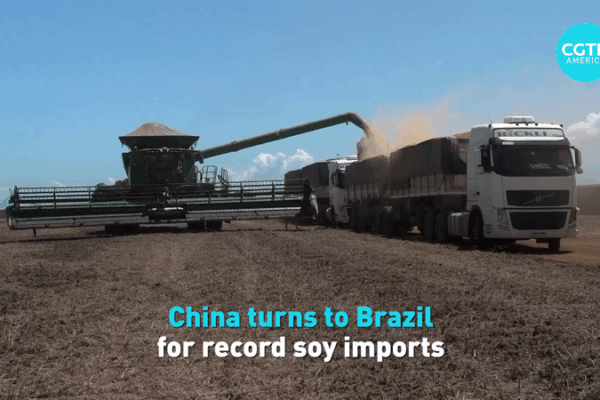 Chinese Mainland Taps Brazil for Record Soy Imports 🚀🌱 Chinese Mainland Taps Brazil for Record Soy Imports 🚀🌱 video poster